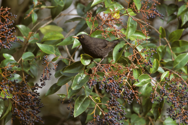 Merle noir (Turdus merula)